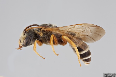 [Halictus parallelus male (lateral/side view) thumbnail]